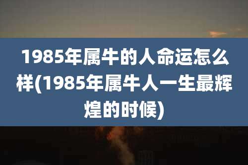 1985年属牛的人命运怎么样(1985年属牛人一生最辉煌的时候)