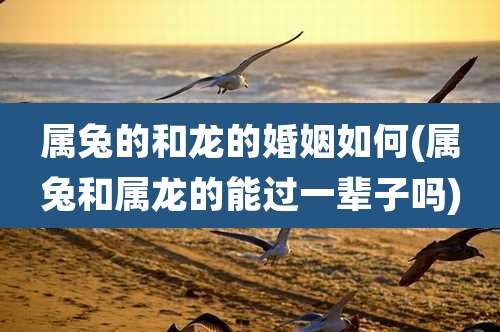 属兔的和龙的婚姻如何(属兔和属龙的能过一辈子吗)
