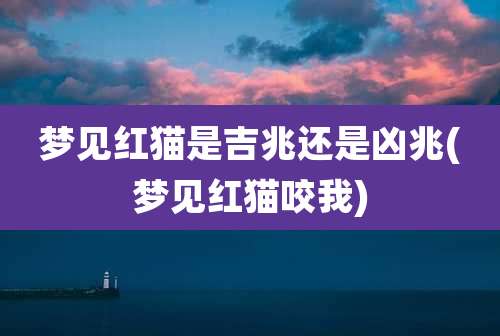 梦见红猫是吉兆还是凶兆(梦见红猫咬我)