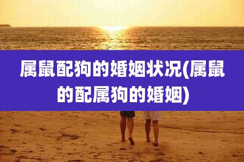 属鼠配狗的婚姻状况(属鼠的配属狗的婚姻)