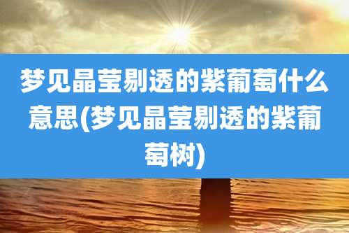 梦见晶莹剔透的紫葡萄什么意思(梦见晶莹剔透的紫葡萄树)