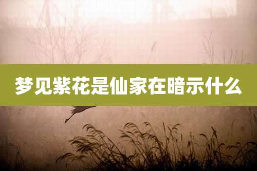 梦见紫花是仙家在暗示什么