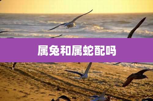 属兔和属蛇配吗