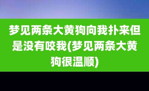 梦见两条大黄狗向我扑来但是没有咬我(梦见两条大黄狗很温顺)