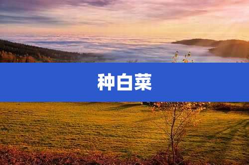 种白菜