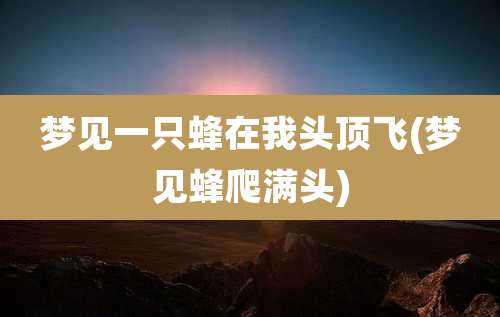 梦见一只蜂在我头顶飞(梦见蜂爬满头)