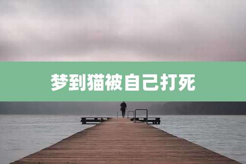 梦到猫被自己打死