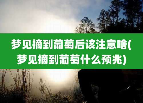 梦见摘到葡萄后该注意啥(梦见摘到葡萄什么预兆)