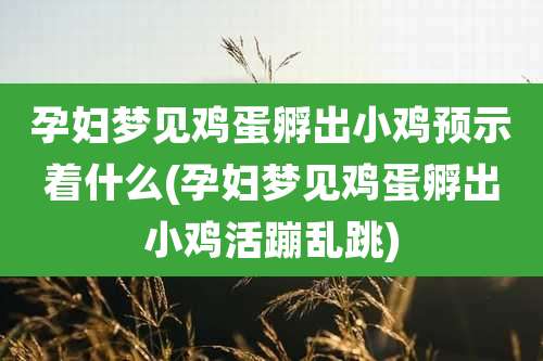 孕妇梦见鸡蛋孵出小鸡预示着什么(孕妇梦见鸡蛋孵出小鸡活蹦乱跳)