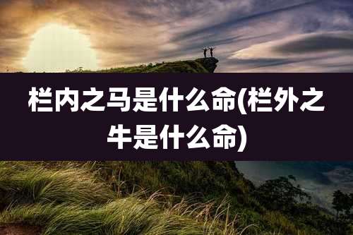 栏内之马是什么命(栏外之牛是什么命)