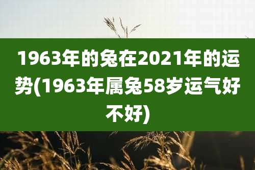 1963年的兔在2021年的运势(1963年属兔58岁运气好不好)