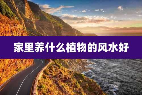 家里养什么植物的风水好