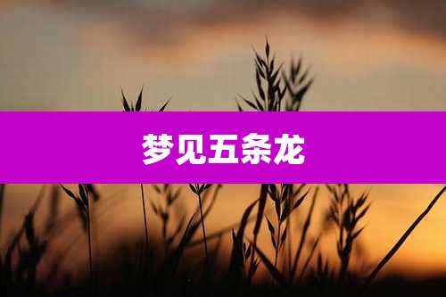梦见五条龙