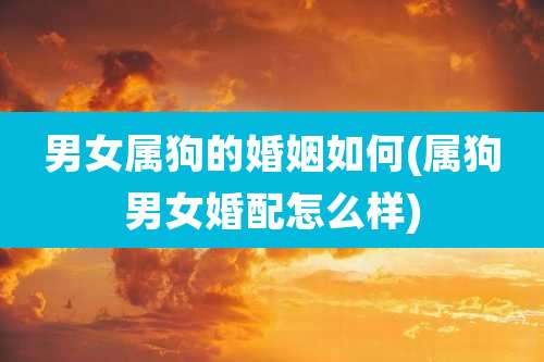 男女属狗的婚姻如何(属狗男女婚配怎么样)