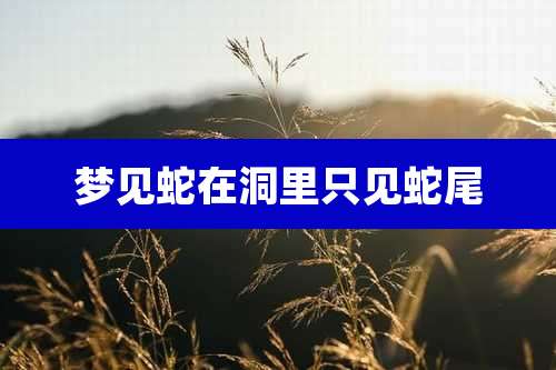 梦见蛇在洞里只见蛇尾