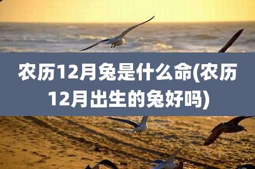 农历12月兔是什么命(农历12月出生的兔好吗)