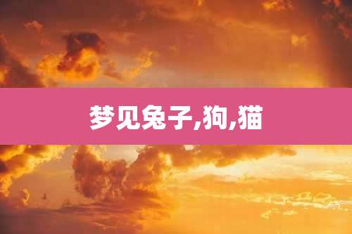 梦见兔子,狗,猫