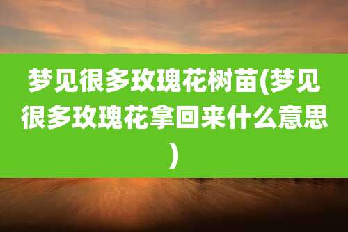 梦见很多玫瑰花树苗(梦见很多玫瑰花拿回来什么意思)