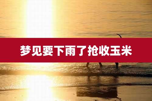 梦见要下雨了抢收玉米