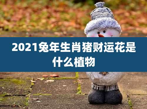 2021兔年生肖猪财运花是什么植物