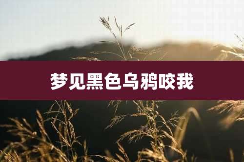 梦见黑色乌鸦咬我
