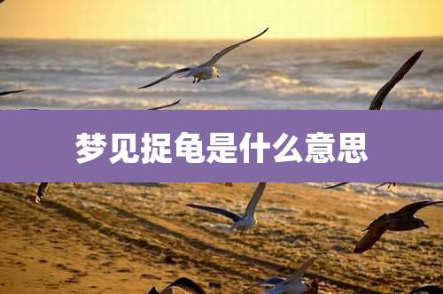 梦见捉龟是什么意思