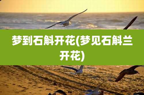 梦到石斛开花(梦见石斛兰开花)