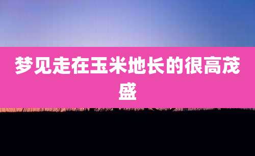梦见走在玉米地长的很高茂盛