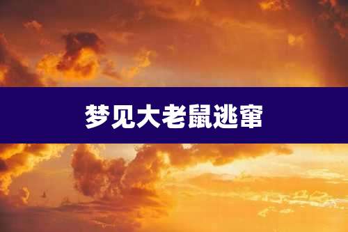 梦见大老鼠逃窜