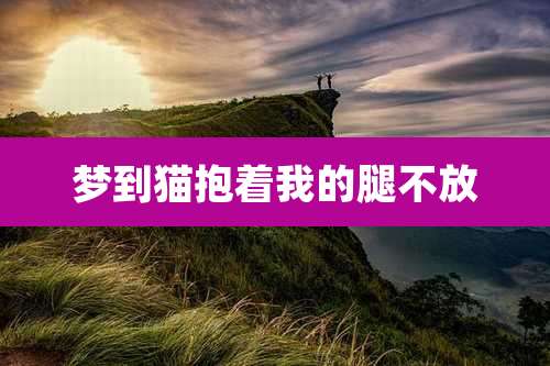 梦到猫抱着我的腿不放