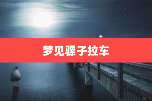 梦见骡子拉车