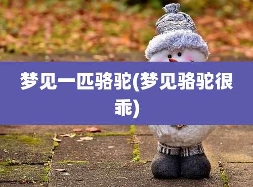 梦见一匹骆驼(梦见骆驼很乖)