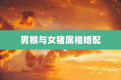 男猴与女猪属相婚配