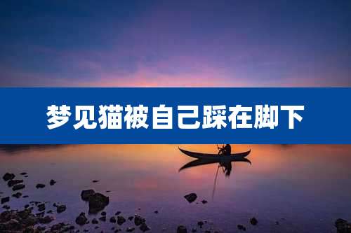 梦见猫被自己踩在脚下