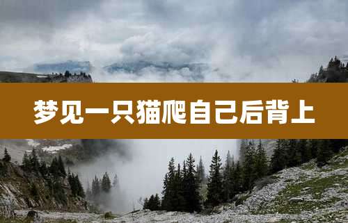 梦见一只猫爬自己后背上