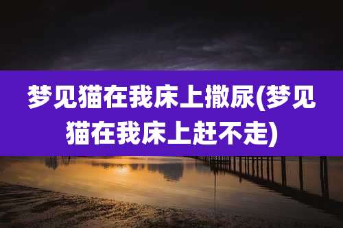 梦见猫在我床上撒尿(梦见猫在我床上赶不走)