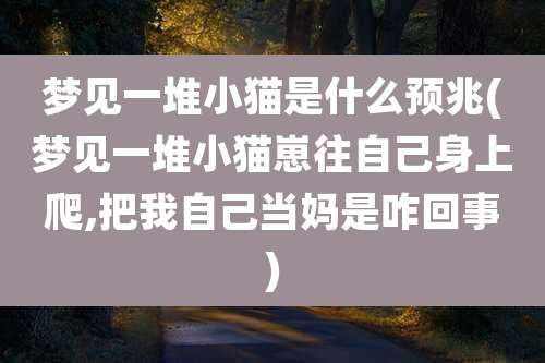 梦见一堆小猫是什么预兆(梦见一堆小猫崽往自己身上爬,把我自己当妈是咋回事)