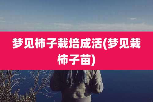 梦见柿子栽培成活(梦见栽柿子苗)