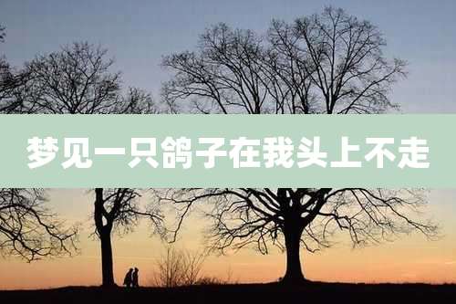 梦见一只鸽子在我头上不走