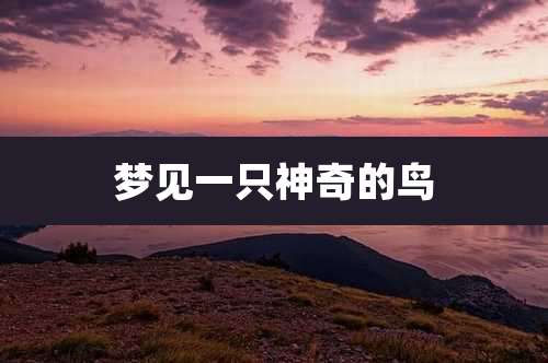梦见一只神奇的鸟