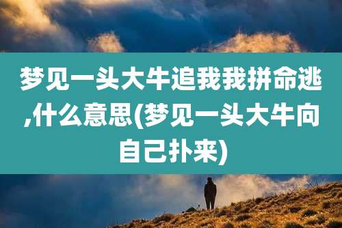 梦见一头大牛追我我拼命逃,什么意思(梦见一头大牛向自己扑来)