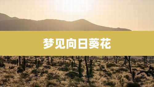 梦见向日葵花