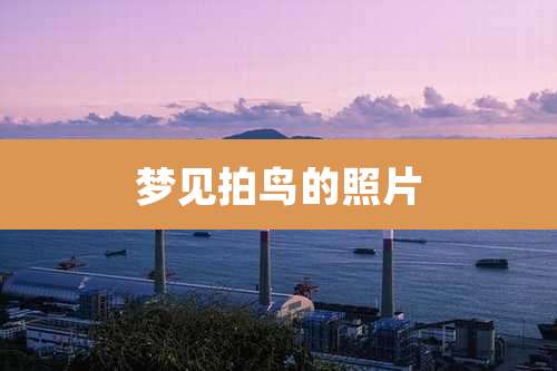 梦见拍鸟的照片