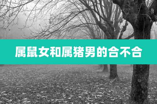 属鼠女和属猪男的合不合