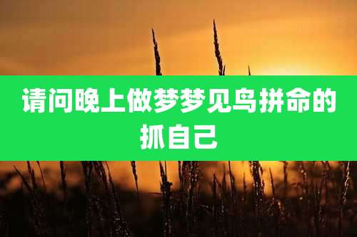 请问晚上做梦梦见鸟拼命的抓自己