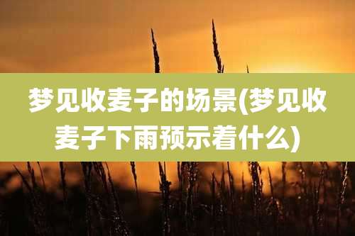 梦见收麦子的场景(梦见收麦子下雨预示着什么)