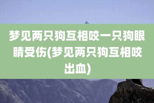 梦见两只狗互相咬一只狗眼睛受伤(梦见两只狗互相咬出血)
