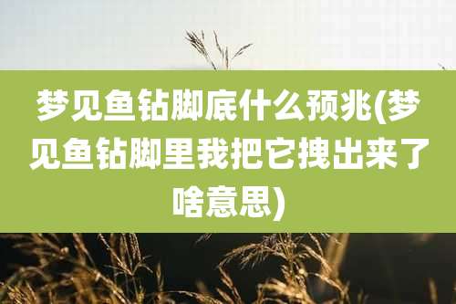 梦见鱼钻脚底什么预兆(梦见鱼钻脚里我把它拽出来了啥意思)