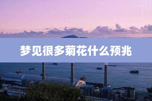 梦见很多菊花什么预兆