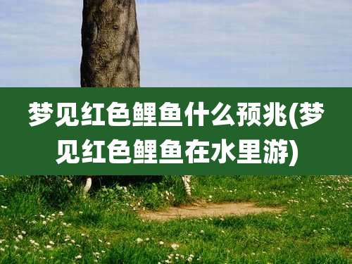 梦见红色鲤鱼什么预兆(梦见红色鲤鱼在水里游)